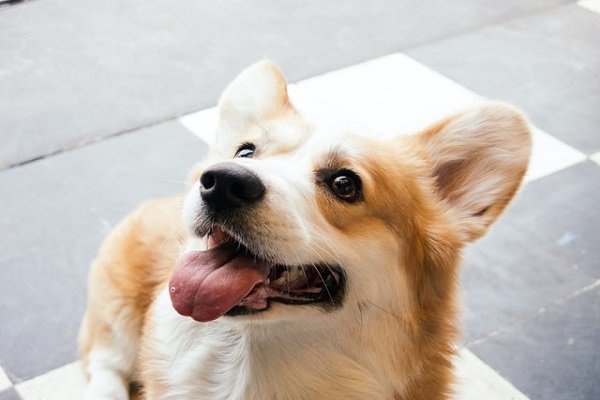 Pembroke Welsh Corgi - Cutest Dog Breeds in the World