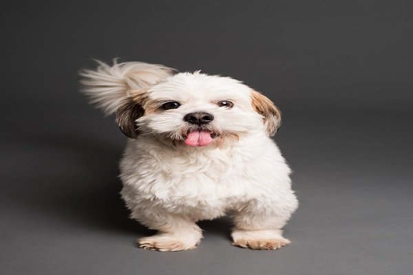 Personality of Shih Tzu