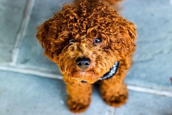 Poodle Small curly haired dogs