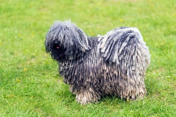 Puli Medium curly haired dog