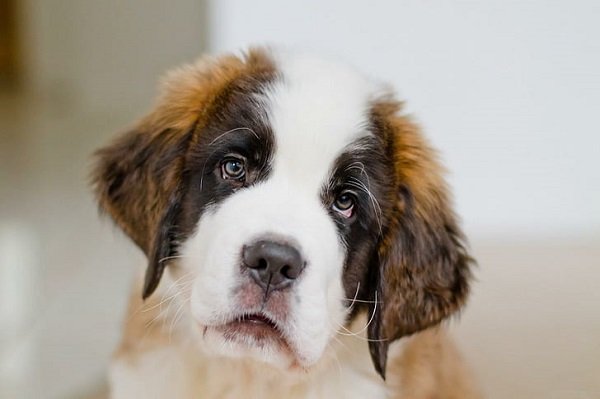 Saint Bernard