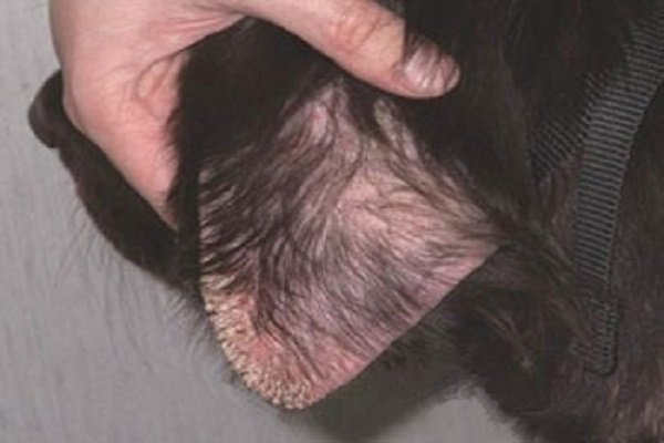 Sarcoptic Mange infected the dog’s ear