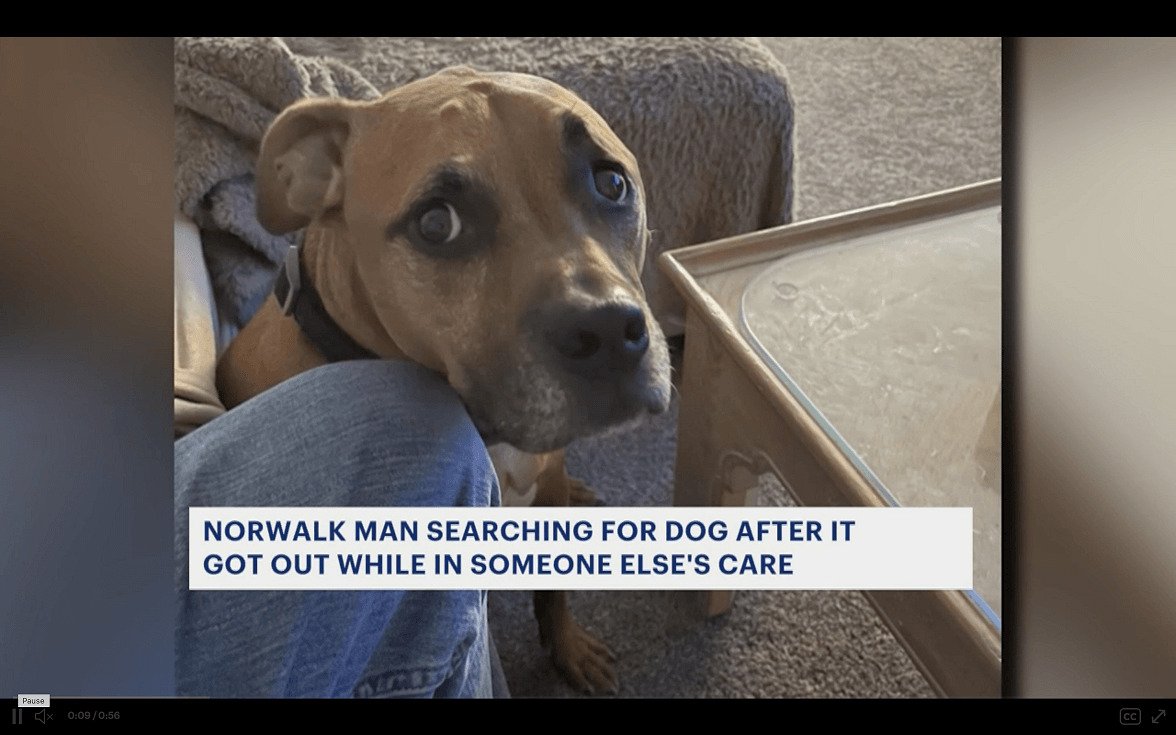 A Norwalk man who lost his dog appeals to the public to help him find the dog.