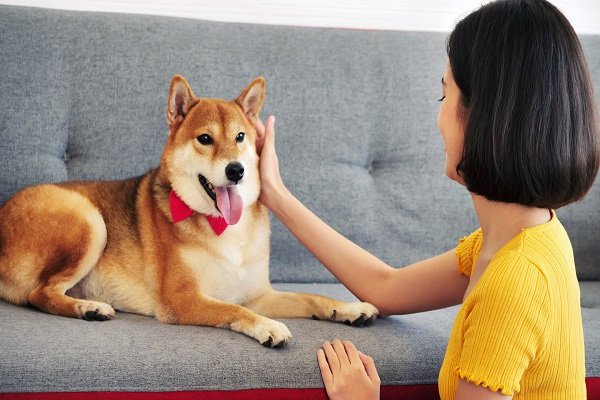 Shiba Inu Health