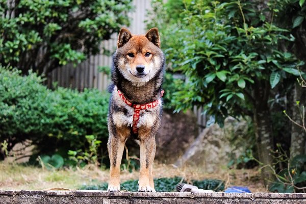 Shiba Inu Personality