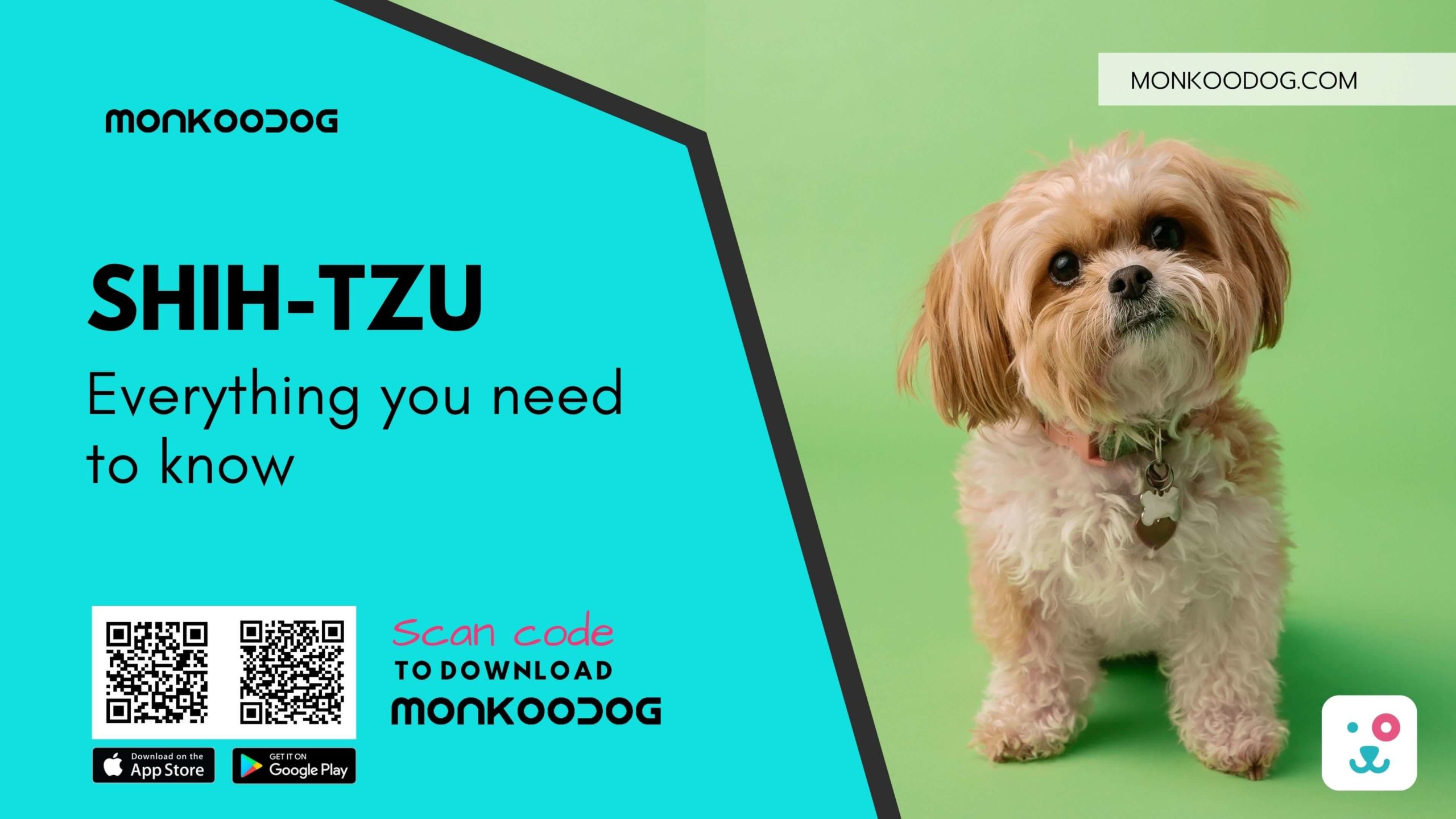 Shih-tzu Everything you need to know