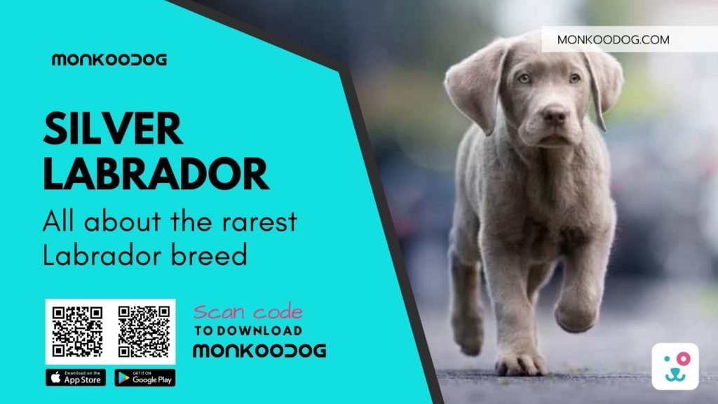 Silver Labrador All about the rarest Labrador breed