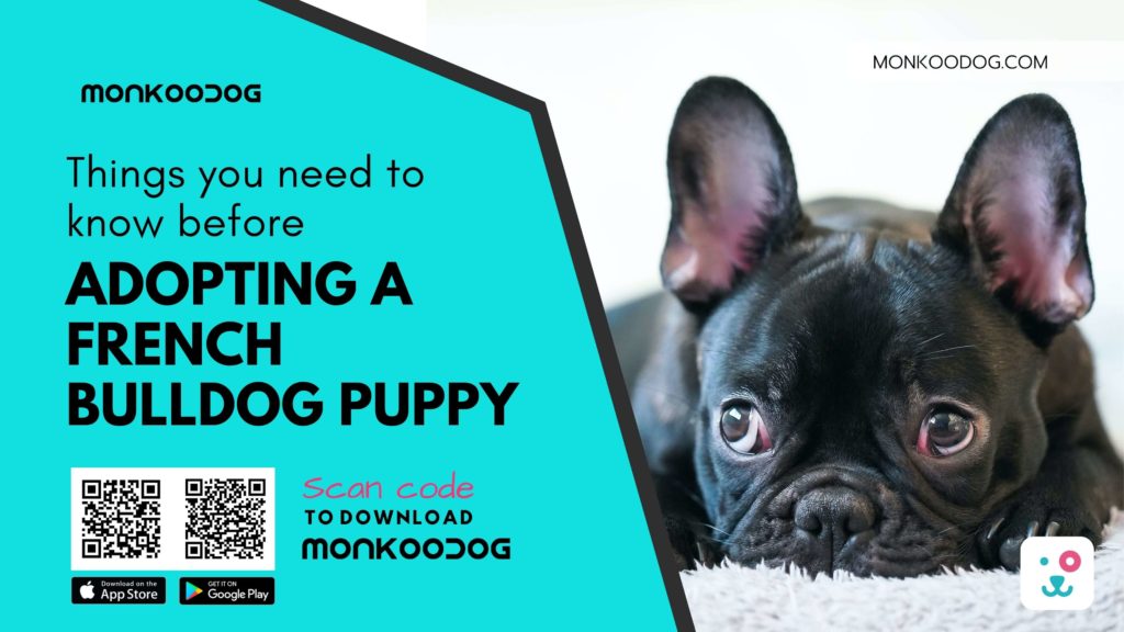 Things You Need to Know Before Adopting a French Bulldog Puppy