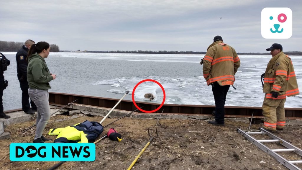 Video Firefighters Rescue Dog Floating On Ice Chunk In Frozen River