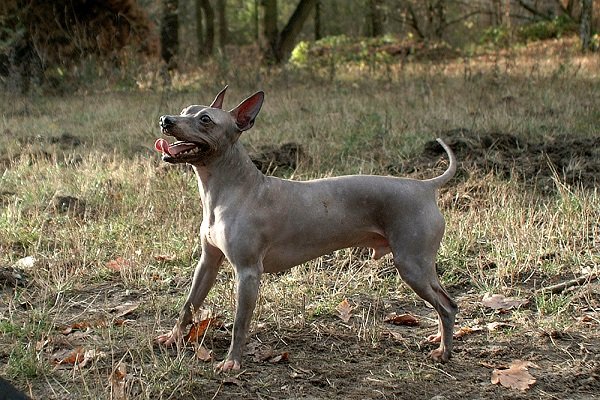 american hairless terrier Conclusion