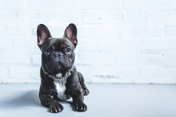 Cute French bulldog