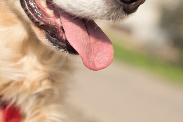 dog tongue
