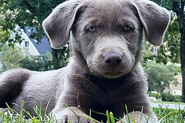 Labradors