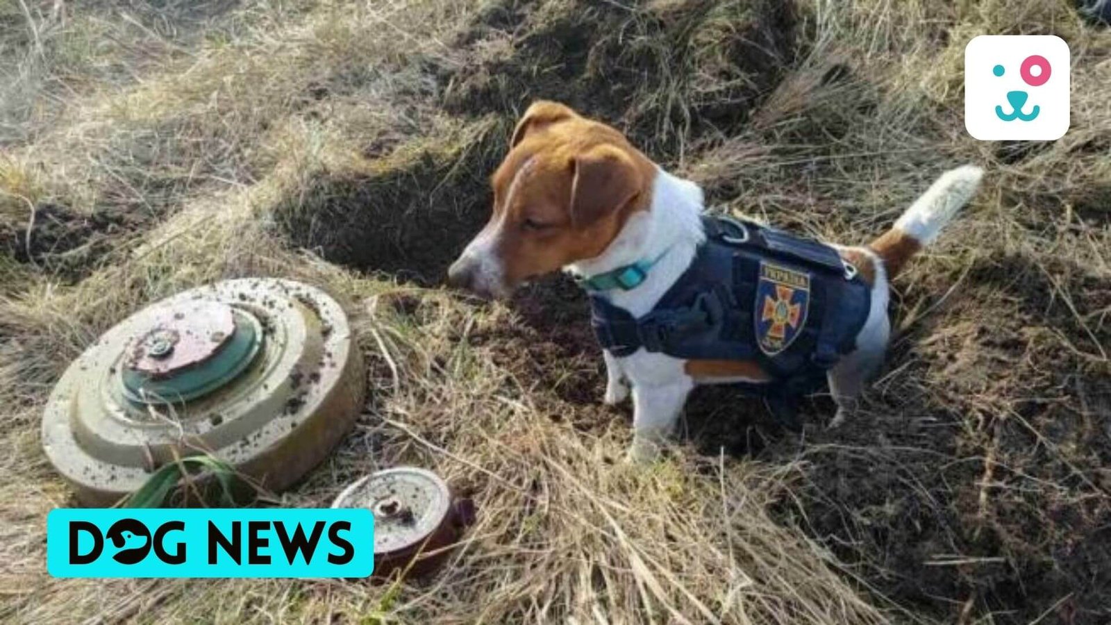 A 2-year-old Ukrainian dog named Patron helps in detecting explosives.