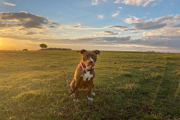 Adaptability of Pitbull Puppies