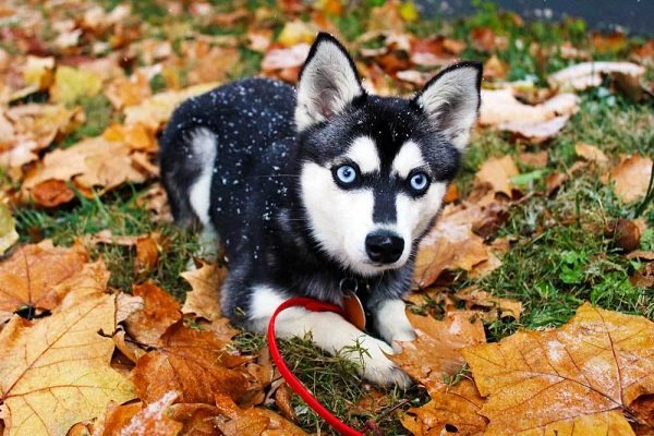 Alaskan Klee kai