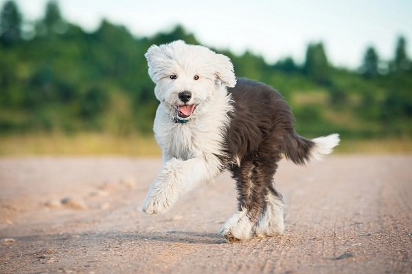 Are Sheepadoodles High-Energy Dogs?