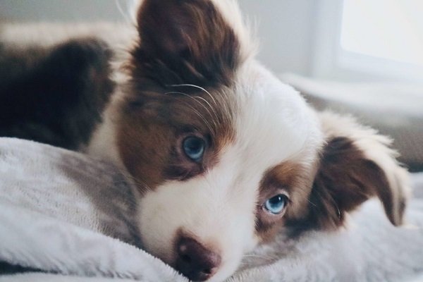 Australian Shepherds