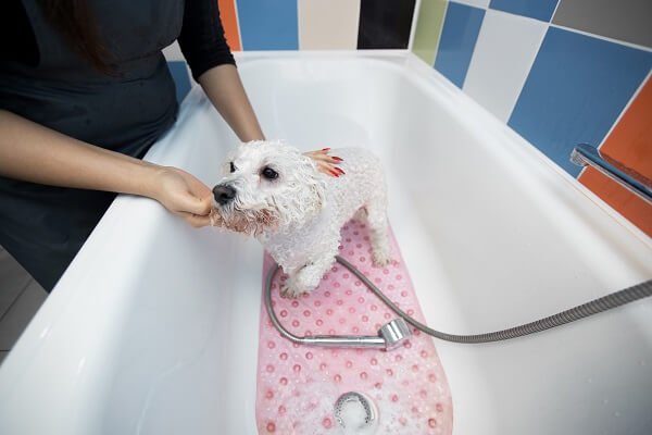 Bathing Your Pet | Monkoodog