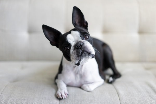 Boston Terrier Infections