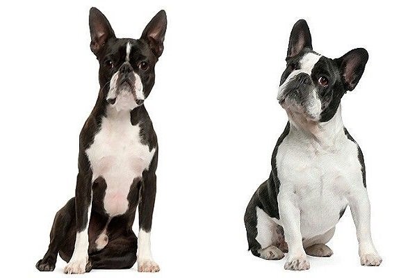 Boston Terrier Vs French Bulldog Coat