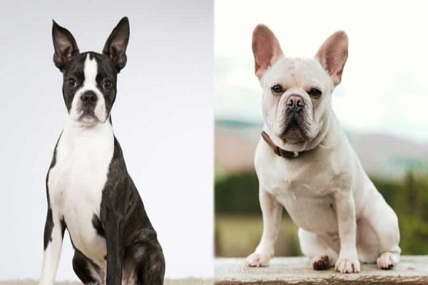 Boston Terrier Vs French Bulldog Health