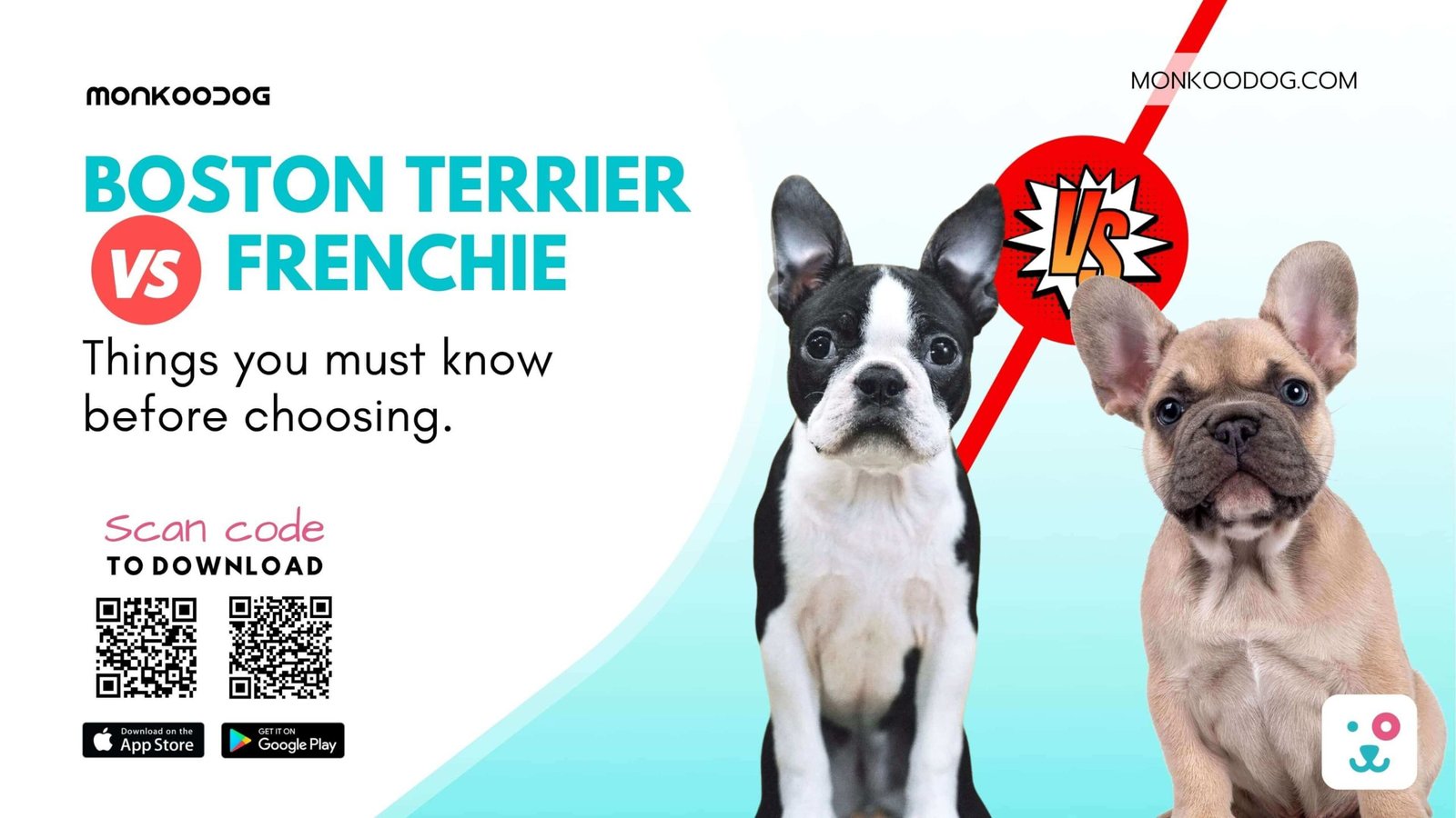 Boston Terrier Vs French Bulldog Must Know Before Choosing
