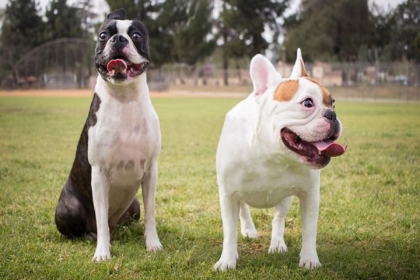 Boston Terrier Vs French Bulldog Size