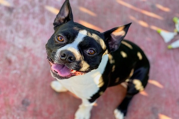 Can I Take Care of My Boston Terrier at Home