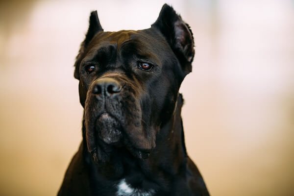 Cane Corso Appearance