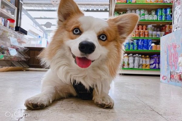 Cardigan Welsh Corgi