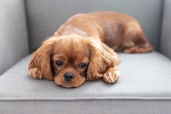 Cavalier King Charles Spaniel Coats