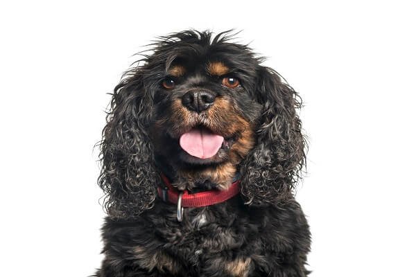 Cavalier King Charles Spaniel Exercise Living Conditions