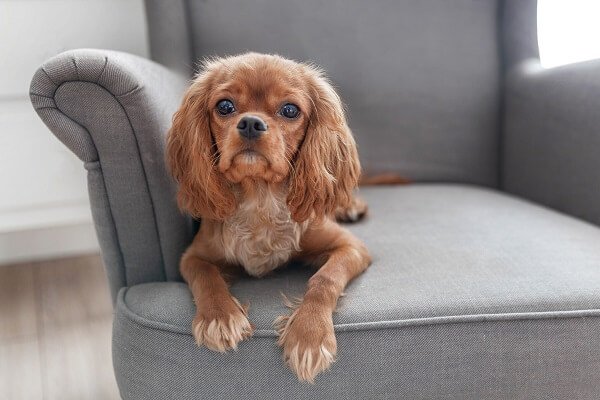 Cavalier King Charles Spaniel Food