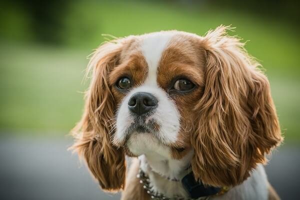 Cavalier King Charles Spaniel Health