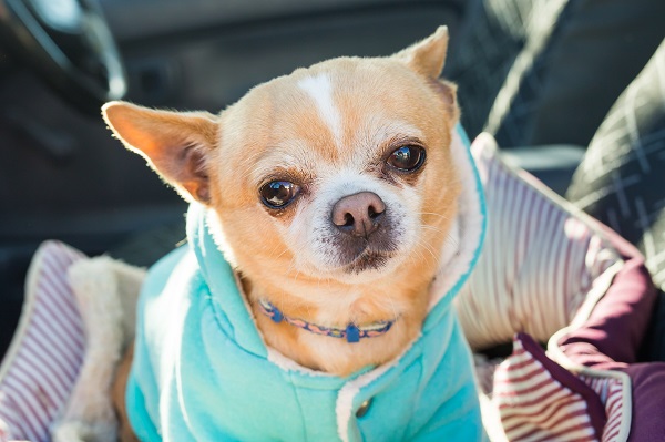 Chihuahua | Dog's Lifespan