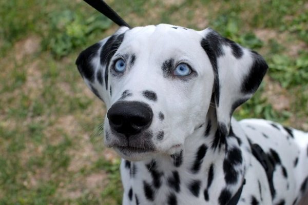 Dalmatian