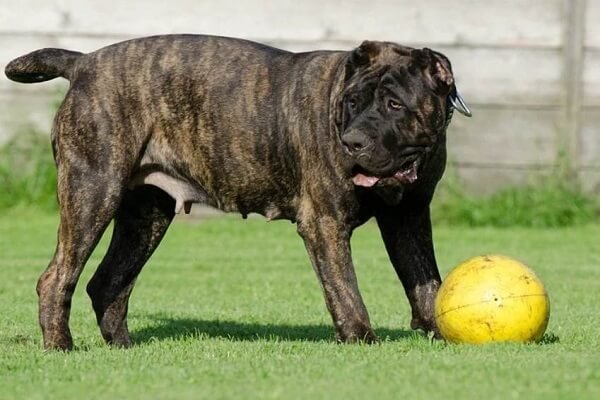 Disadvantages of Having a Presa Canario