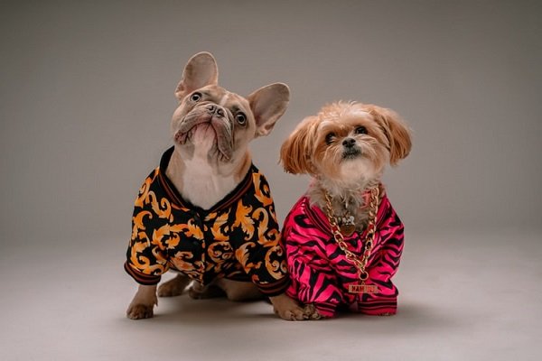 dog designer clothes lv