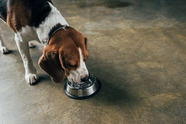 Dog Drinking Water