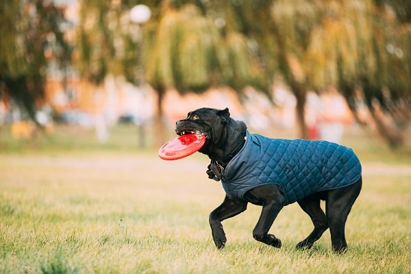 Dog Puzzles