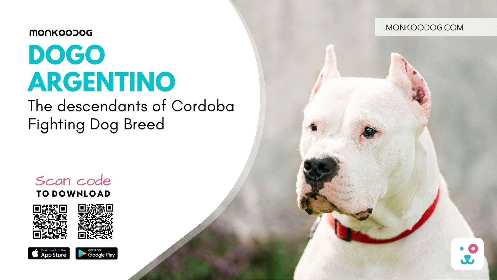 Dogo Argentino The descendants of Cordoba Fighting Dog Breed