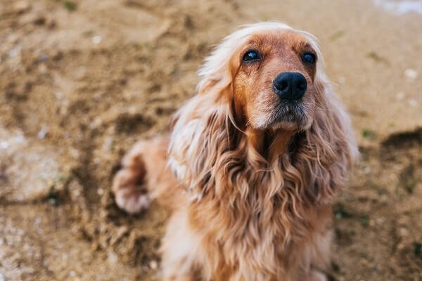 English Cocker Spaniel Size