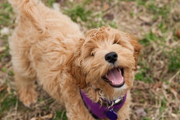 Labrador mini sales poodle mix