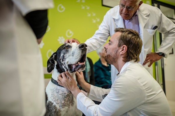 Great Dane Health