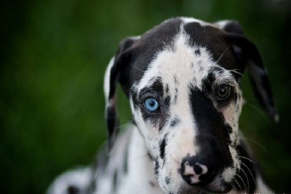 Great Dane