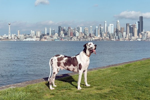 Great Danes Coat