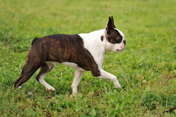 How Is It to Live with Boston Terriers