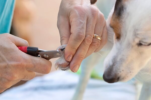 How to Trim the Nails of Your Dog? | Groom Your Pets