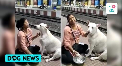 In a Heartwarming Video, a Woman Feeds a Stray Dog in West Bengal.
